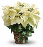 white-poinsettia-with-bow-and-basket1